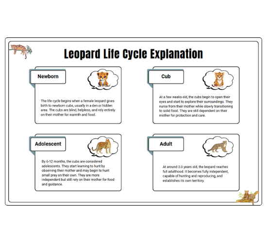 Leopard Life Cycle Explanation