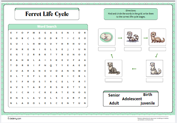 Ferret Life Cycle Word Search