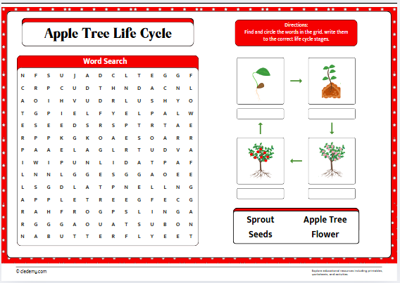 Apple Tree Life Cycle Word Search