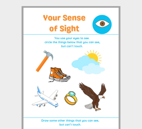 Sense of Sight: What Do You See?