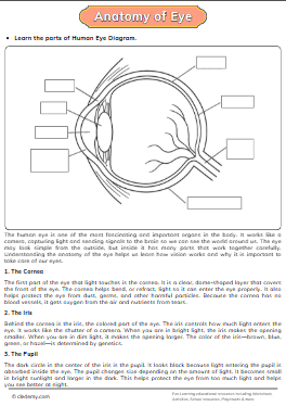 Anatomy of Eye
