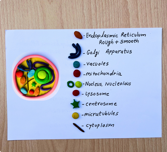 Animal Cell Model