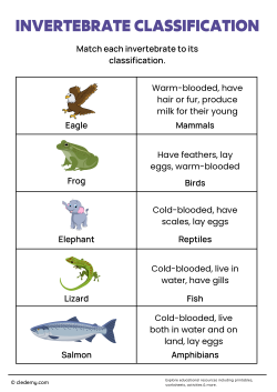 Animal Classification Invertebrate