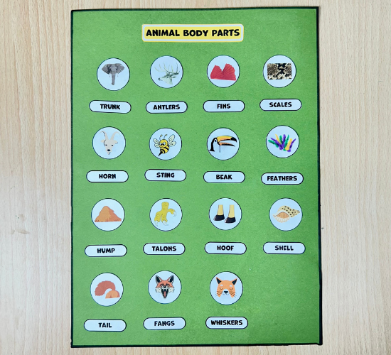 animals body parts