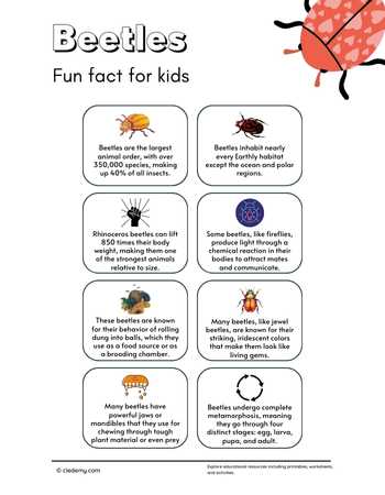 Amazing Fun Facts About Beetle