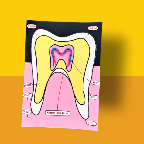 Dental Health Science