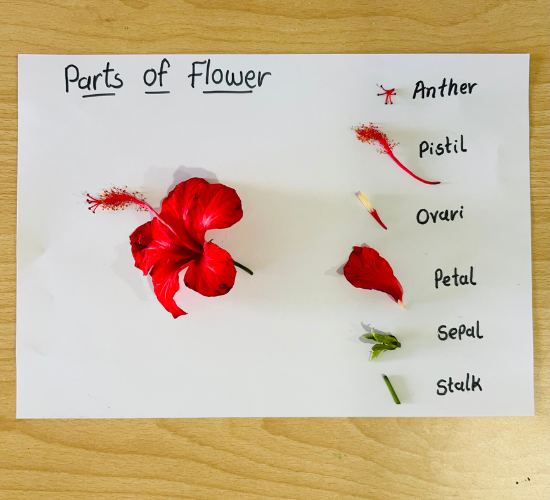 Explore the Parts of a Flower