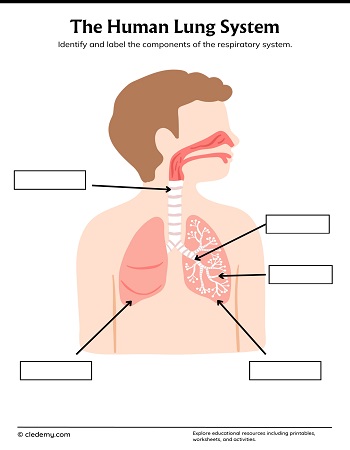 Human Lung System Labelling