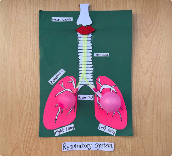 Respiratory System Working Model