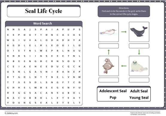 Seal Life Cycle Word Search